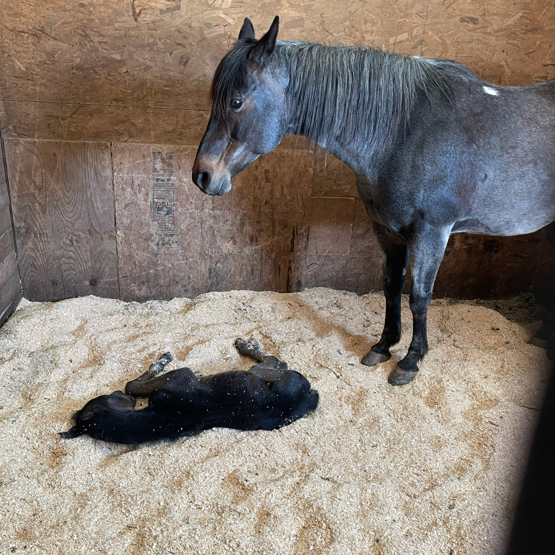 Breeding Opportunities