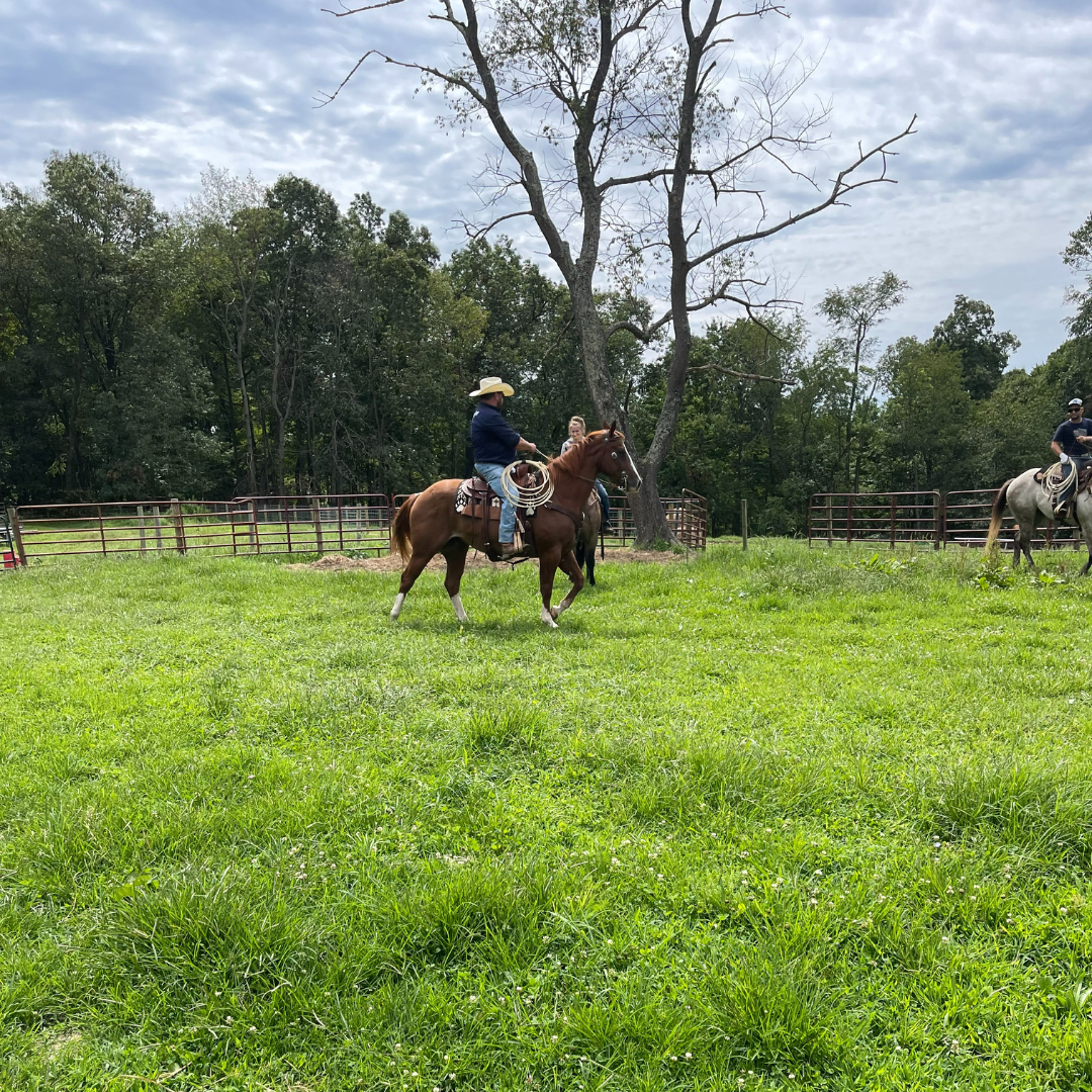 Ranch/Trail Horses