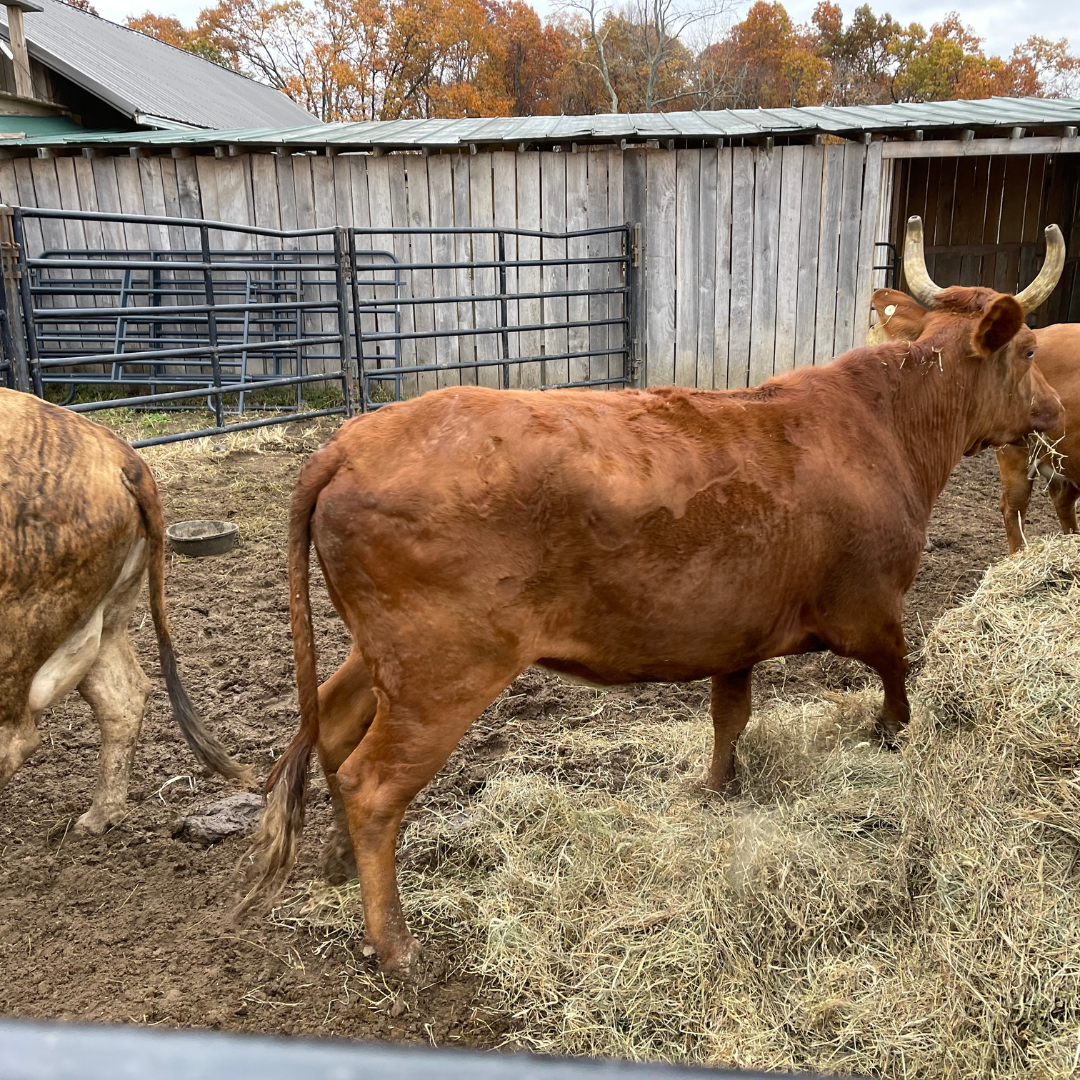American Bucking Cattle Heifers