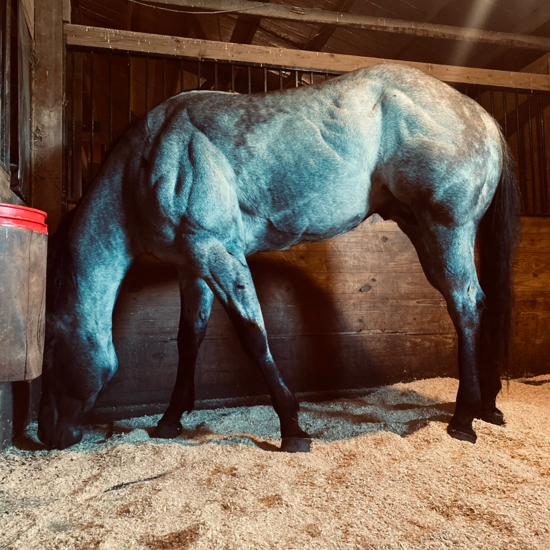 Oh Aitch Eye Oh Blue Roan Stallion Breeding Opportunities
