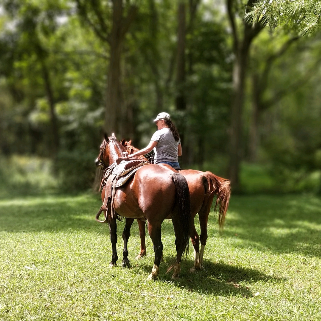 Ranch/Trail Horses For Sale