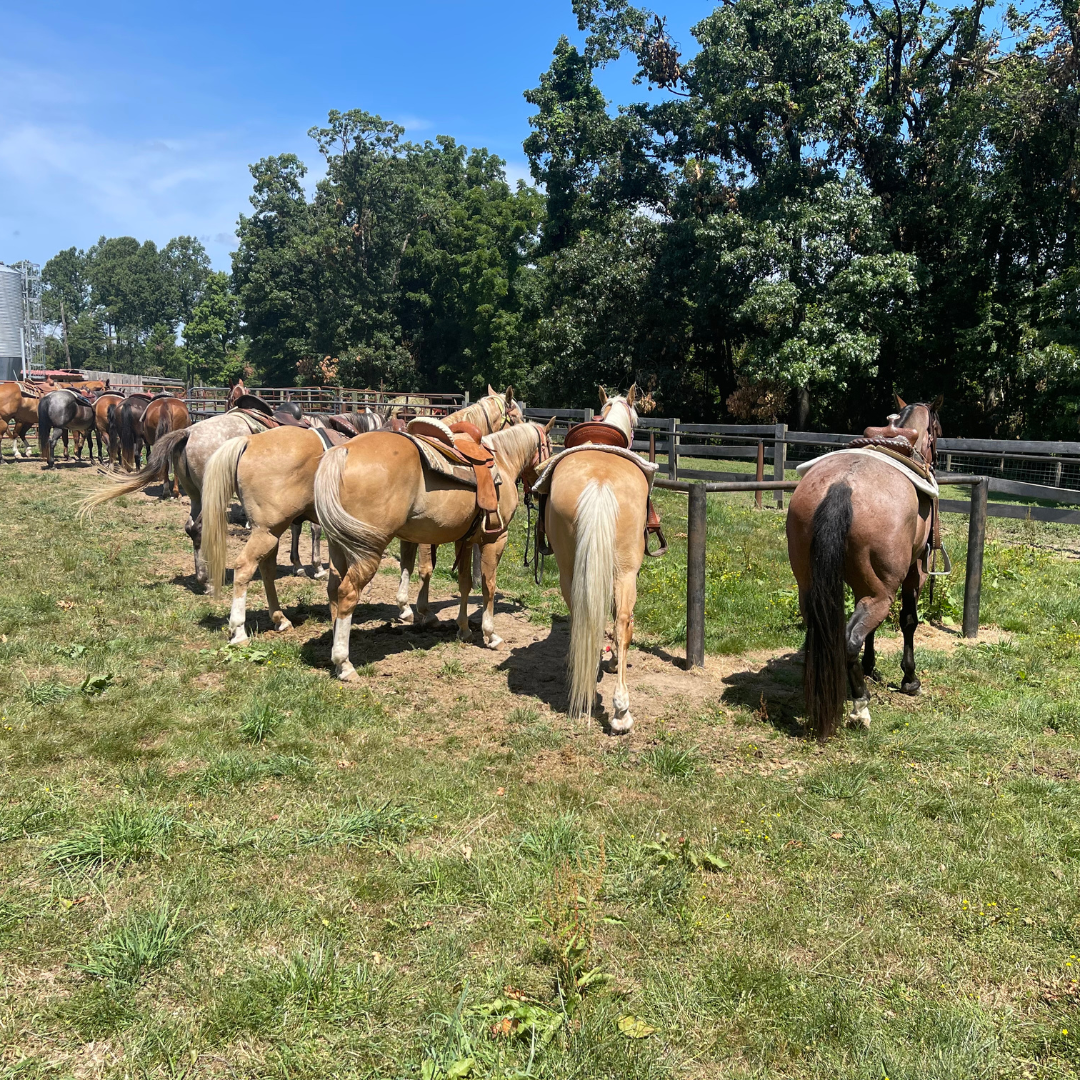 Ranch/Trail Horses