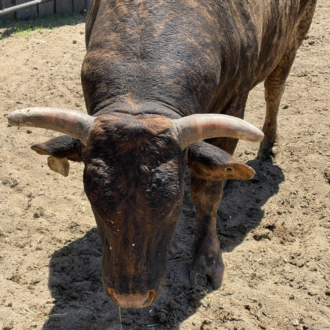 American Bucking Bulls