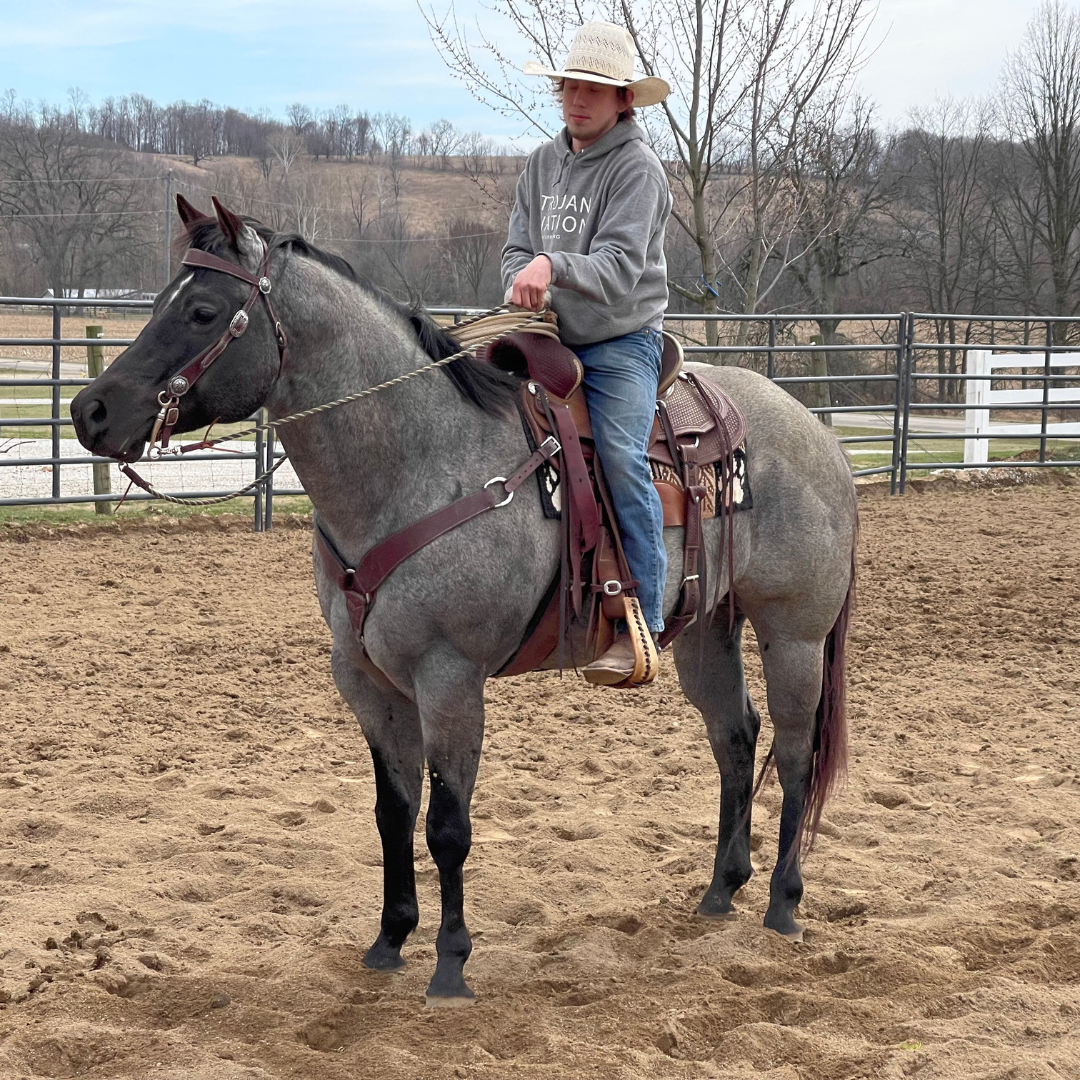 Breeding Opportunities